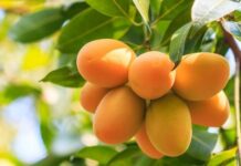 Violencia en Piura abre señales de alerta para la cadena del mango peruano