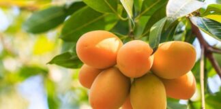 Violencia en Piura abre señales de alerta para la cadena del mango peruano