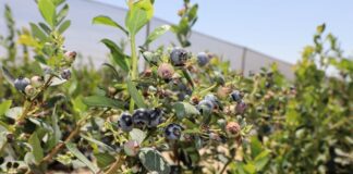 Perú potencia su presencia en Japón con mayores envíos de arándanos