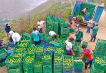 Producción de palta crece 112,9 % y dinamiza la agricultura peruana en septiembre 2025