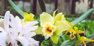 La demanda internacional impulsa un repunte en la floricultura peruana