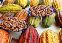 Perú impulsa producción sostenible de cacao y chocolate con acuerdo internacional con Suiza