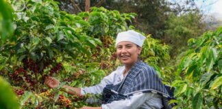 Chachapoyas se prepara para convertirse en epicentro de los cafés especiales