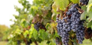 Chile prevé caída de exportaciones de uvas de mesa por cambio de variedades
