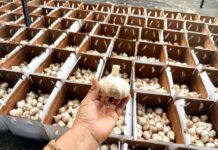 MIDAGRI: Pequeños productores de Huaura concretan su primera exportación de 48 toneladas de ajo a México