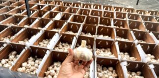 MIDAGRI: Pequeños productores de Huaura concretan su primera exportación de 48 toneladas de ajo a México