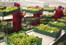 Perú consolida su liderazgo agroexportador con récord histórico en envíos de arándanos
