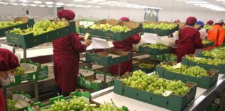 Perú consolida su liderazgo agroexportador con récord histórico en envíos de arándanos