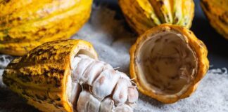 Cacao peruano conquista el oro en los International Chocolate Awards 2025