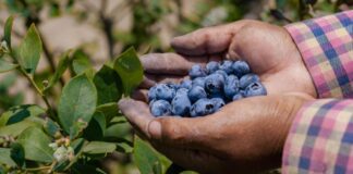 La nueva campaña de arándanos proyecta otro año sólido para la agroexportación peruana