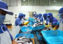 El impulso que está redefiniendo la competitividad del sector pesquero peruano