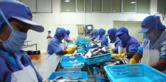 El impulso que está redefiniendo la competitividad del sector pesquero peruano
