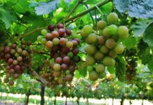 Exportadores a la expectativa por la entrada en vigencia del TLC con Hong Kong