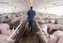 Una alerta sanitaria que redefine el mapa exportador del porcino español