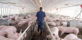 Una alerta sanitaria que redefine el mapa exportador del porcino español