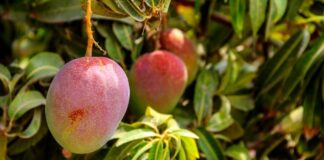 MIDAGRI impulsa estrategia “Operación Conjunta” para fortalecer la articulación de la oferta exportable de mango