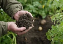 Perú enfrenta riesgos crecientes en sus suelos agrícolas: innovación y prácticas regenerativas se vuelven clave