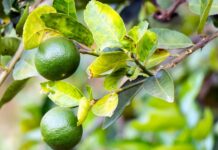 Una nueva ruta comercial comienza a cambiar el futuro del limón Sutil peruano