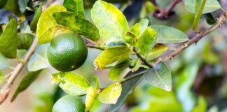 Una nueva ruta comercial comienza a cambiar el futuro del limón Sutil peruano