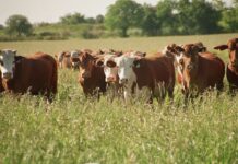 Debate en Buenos Aires por la Tasa Ambiental sobre el Metano divide al sector ganadero