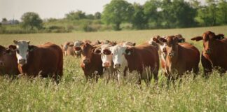 Debate en Buenos Aires por la Tasa Ambiental sobre el Metano divide al sector ganadero