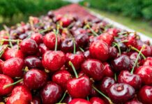 Exportaciones de cerezas chilenas a China crecen 132% este año