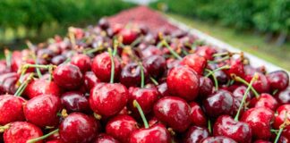 Exportaciones de cerezas chilenas a China crecen 132% este año