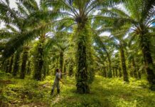 Alicorp es reconocida entre las empresas líderes de América Latina en sostenibilidad del aceite de palma