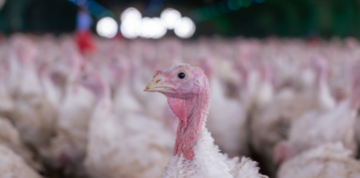 Ecuador es el mayor comprador de pavo de origen peruano