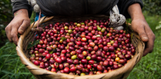 La Positiva lanza el primer seguro paramétrico del Perú para proteger a miles de caficultores