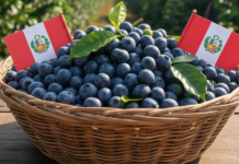 Perú registró el mejor desempeño entre los principales países de la región en exportaciones no tradicionales