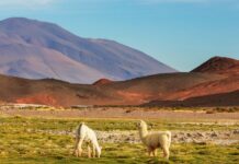 Entre la inversión y la confianza: Un vistazo al Perú y los datos que explican cómo el país mira su desarrollo