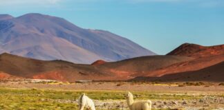 Entre la inversión y la confianza: Un vistazo al Perú y los datos que explican cómo el país mira su desarrollo