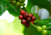 SAP Labs Latin America Impulsa la Innovación: Nueva Patente Global y Tecnología de Agronegocio con IA