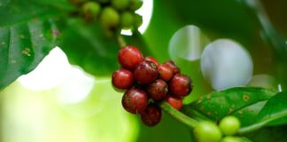 SAP Labs Latin America Impulsa la Innovación: Nueva Patente Global y Tecnología de Agronegocio con IA