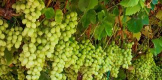 Chile ajusta proyección de uva de mesa para 2025-2026 con caída global y auge de nuevas variedades