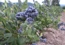 El desierto que Perú convirtió en potencia agrícola y el reto que amenaza su futuro