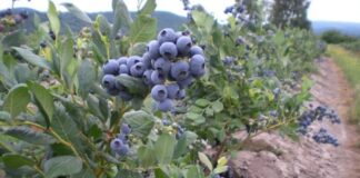 El desierto que Perú convirtió en potencia agrícola y el reto que amenaza su futuro