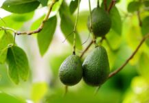 Colombia inicia su temporada de palta con retrasos y menor oferta