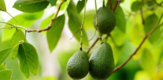 Colombia inicia su temporada de palta con retrasos y menor oferta