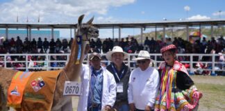 Antapaccay fortalece la ganadería de Espinar y respalda la Expo Feria Reyes Internacional 2026