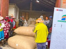 Productores de Apurímac consolidan venta directa de fibra de alpaca a la industria textil