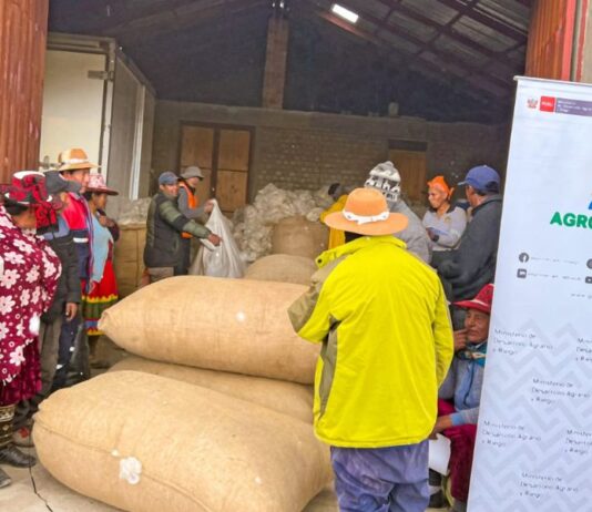 Productores de Apurímac consolidan venta directa de fibra de alpaca a la industria textil