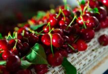 Chile ajusta su proyección y prevé una menor oferta de cerezas para esta temporada