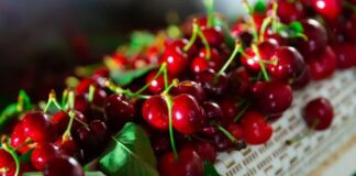 Chile ajusta su proyección y prevé una menor oferta de cerezas para esta temporada