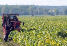España alerta por subida fiscal de la UE que amenaza al tabaco extremeño