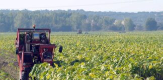 España alerta por subida fiscal de la UE que amenaza al tabaco extremeño