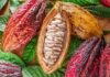 Cacao peruano impulsa las exportaciones: envíos y derivados siguen en crecimiento
