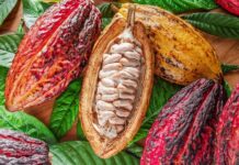 Cacao peruano impulsa las exportaciones: envíos y derivados siguen en crecimiento