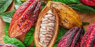 Cacao peruano impulsa las exportaciones: envíos y derivados siguen en crecimiento